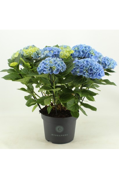 Гортензія садова Ерлі Блю в горщику